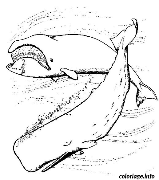Coloriage Baleines Dessin à Imprimer