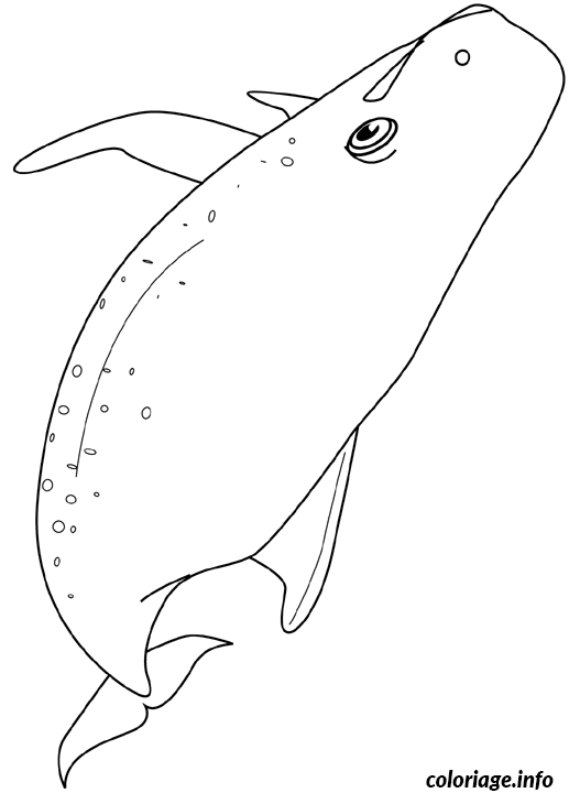 Coloriage Baleine Dessin à Imprimer