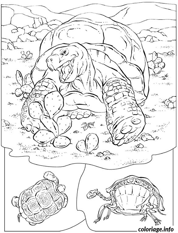 Dessin tortue terrestre Coloriage Gratuit à Imprimer