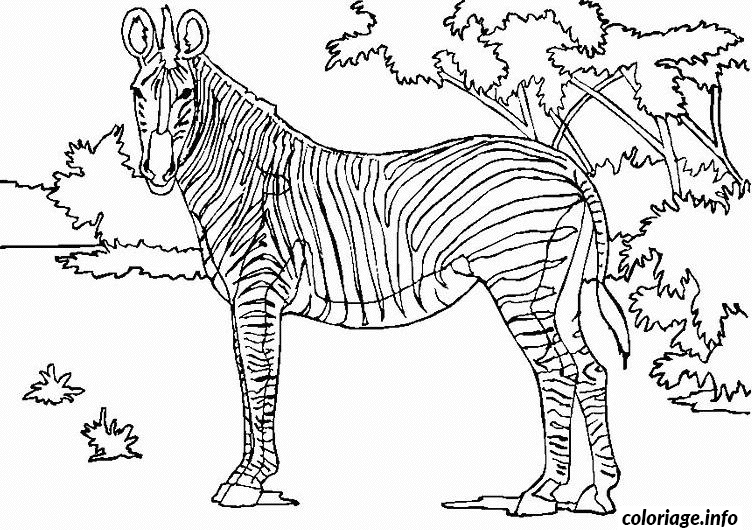 Coloriage Zebre En Savane Dessin