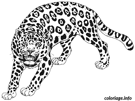 Dessin dessin d un guepard Coloriage Gratuit à Imprimer