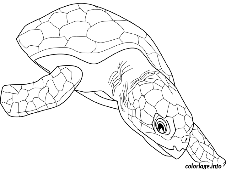 Dessin tortue caouanne Coloriage Gratuit à Imprimer