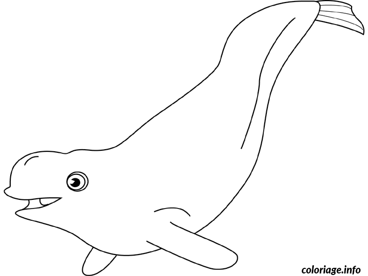 Dessin baleine blanche beluga Coloriage Gratuit à Imprimer