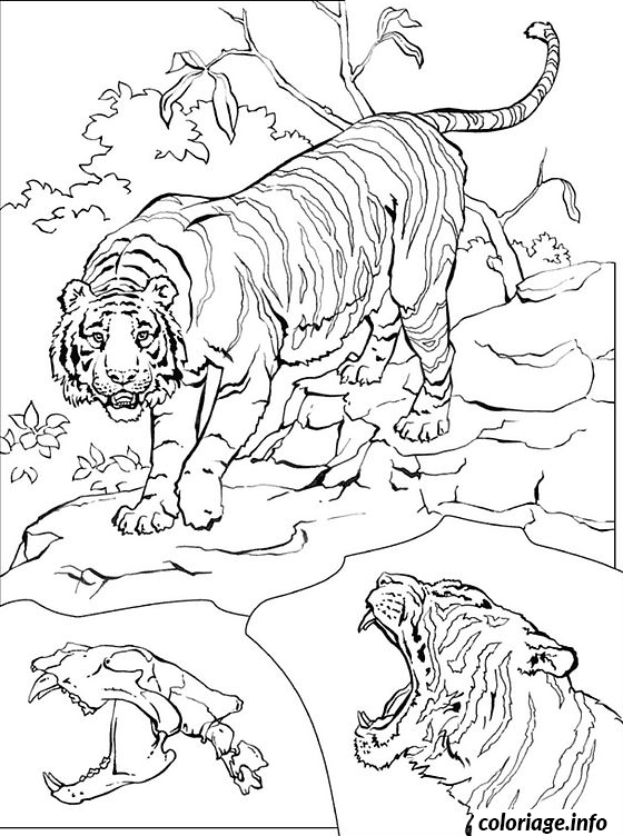 Dessin le tigre Coloriage Gratuit à Imprimer