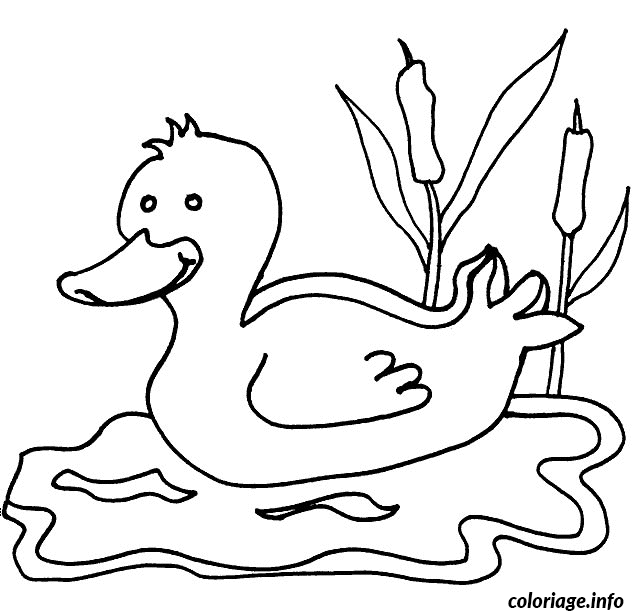 Coloriage Un Canard Sur L Eau