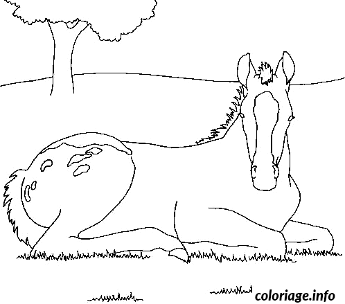 Coloriage Cheval Assis Dans L Herbe dessin