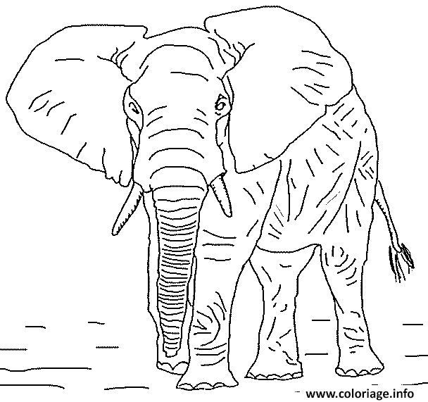 Coloriage Un Elephant Sous L Eau Dessin Elephant à imprimer