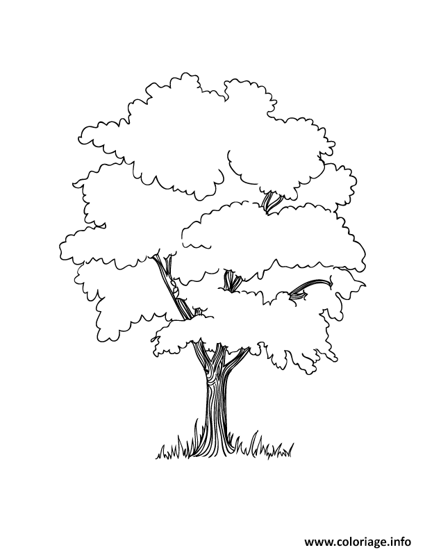 Dessin arbre 42 Coloriage Gratuit à Imprimer