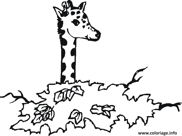 Dessin une tete de girafe plus haute que les arbres Coloriage Gratuit à Imprimer