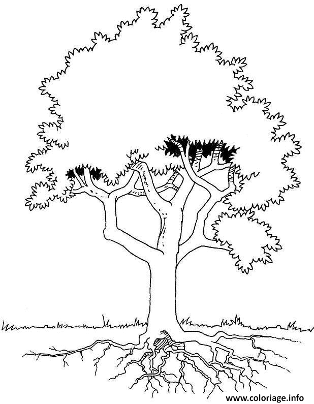 Dessin arbre avec racines Coloriage Gratuit à Imprimer