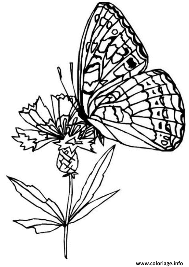 Dessin papillon sur une fleur Coloriage Gratuit à Imprimer