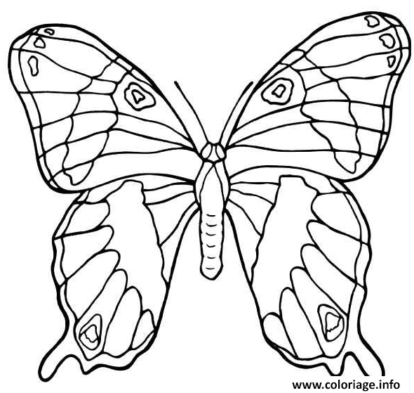 Dessin papillon vue de dessus Coloriage Gratuit à Imprimer
