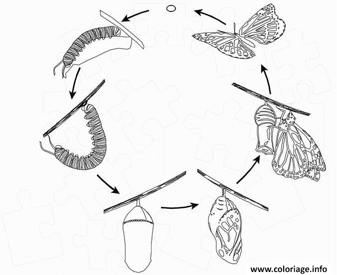 Развитие бабочки схема. Цикл развития бабочки. Размножение бабочек схема. Развитие бабочки. Стадии развития бабочки.