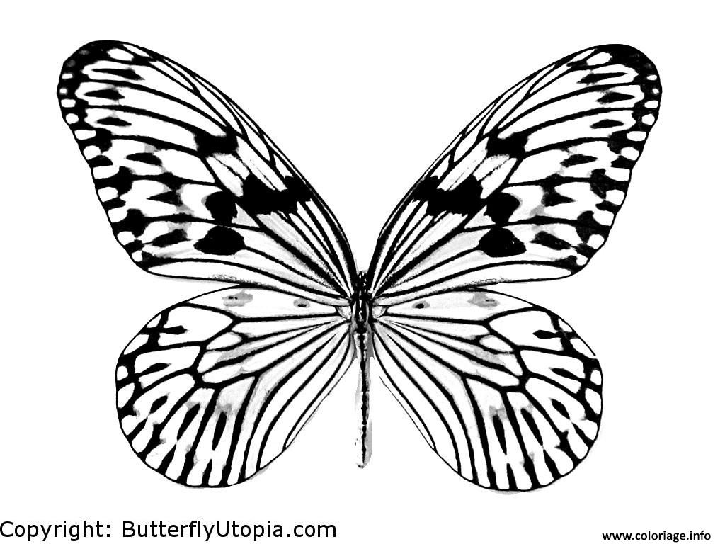 Dessin papillon 5 Coloriage Gratuit à Imprimer