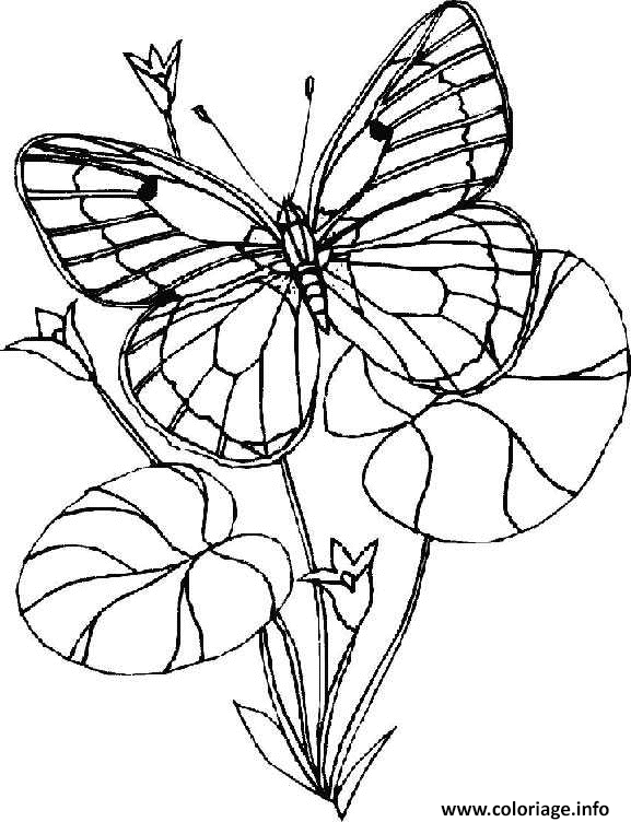 Coloriage Papillon Et Fleur dessin