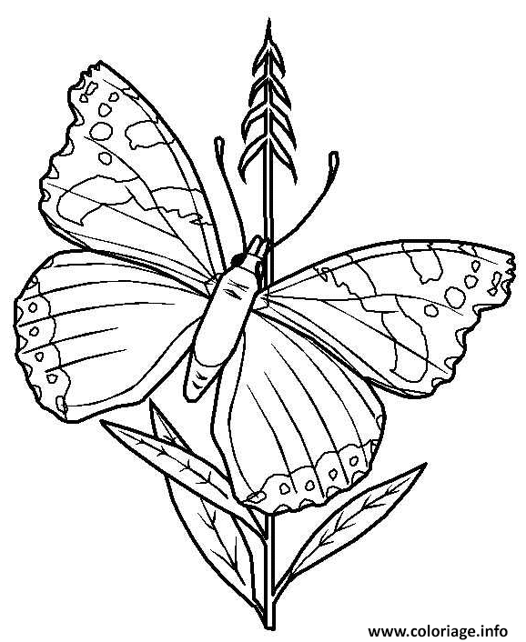 Dessin papillon et tige de fleur Coloriage Gratuit à Imprimer