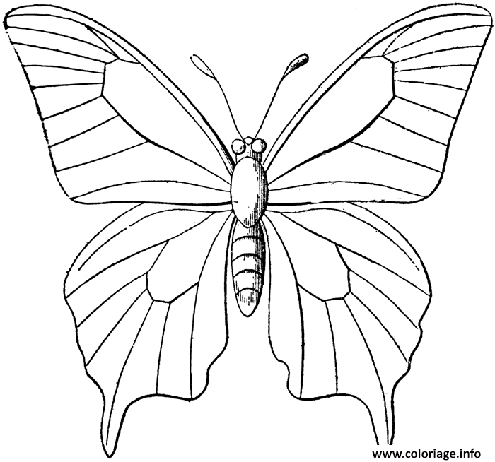 Dessin papillon 44 Coloriage Gratuit à Imprimer