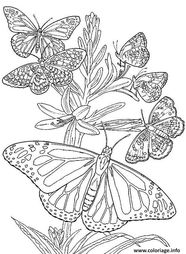 Dessin plusieurs papillons Coloriage Gratuit à Imprimer