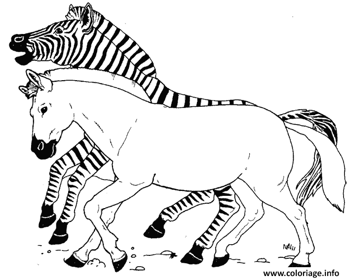 Coloriage Zebre Avec Rayure Et Un Zebre Sans Rayure Dessin à Imprimer