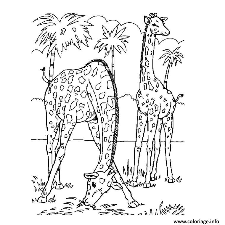 Dessin palmier avec deux girafes Coloriage Gratuit à Imprimer