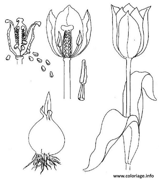 Dessin evolution d une tulipe Coloriage Gratuit à Imprimer