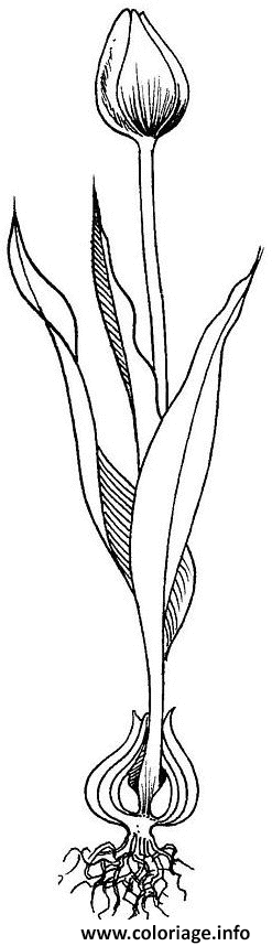 Dessin tulipe racine fleur fermee Coloriage Gratuit à Imprimer