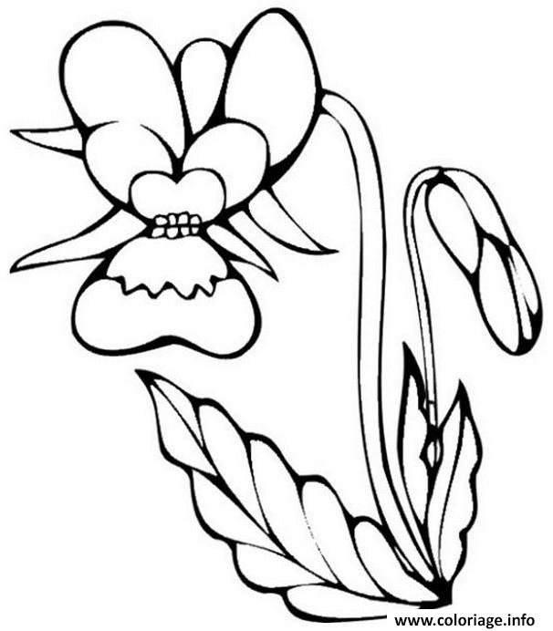 Dessin fleur orchidee Coloriage Gratuit à Imprimer