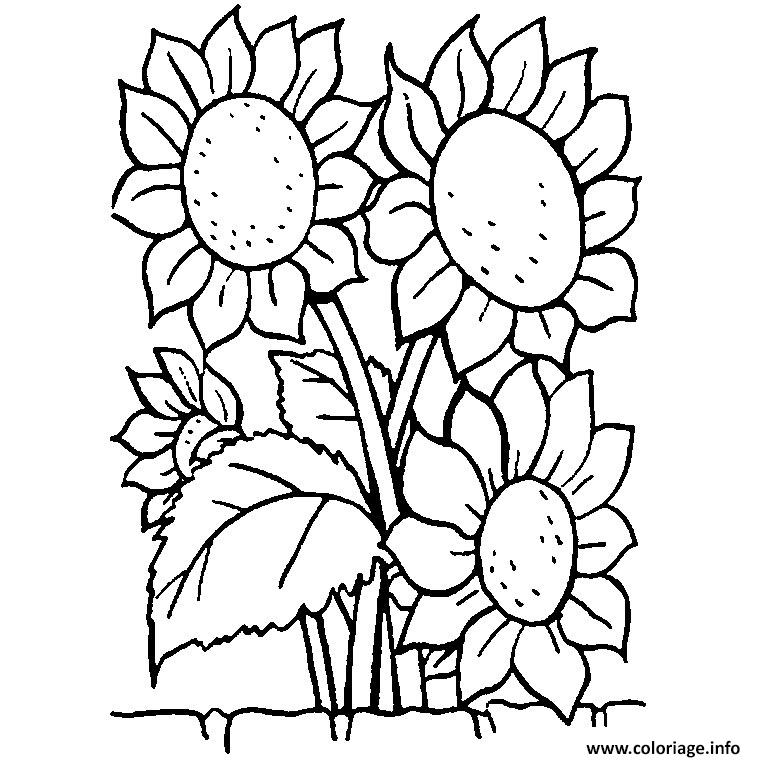 coloriage fleur tournesol dessin fleurs a imprimer b lettre alphabet imprimable