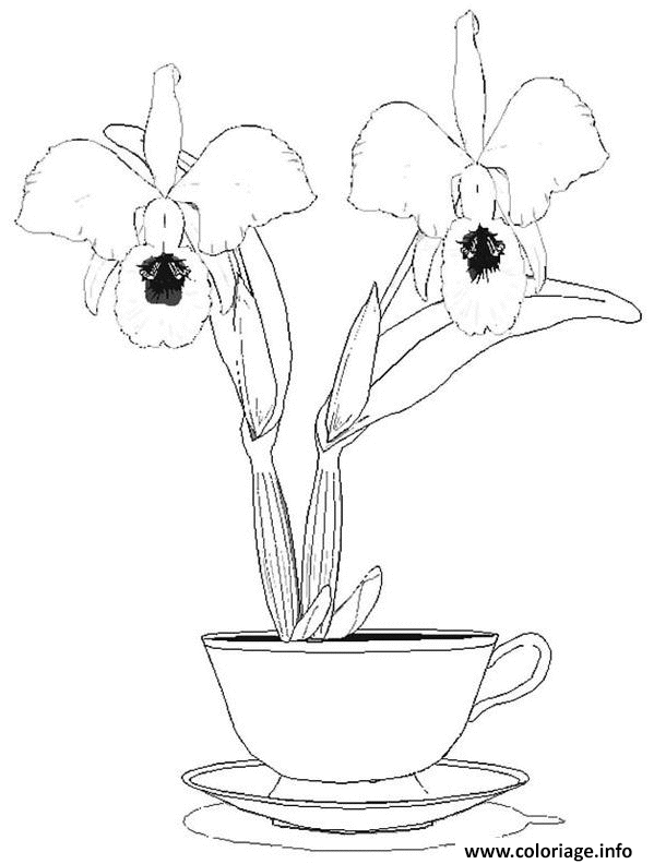 Dessin orchidee dans un pot Coloriage Gratuit à Imprimer