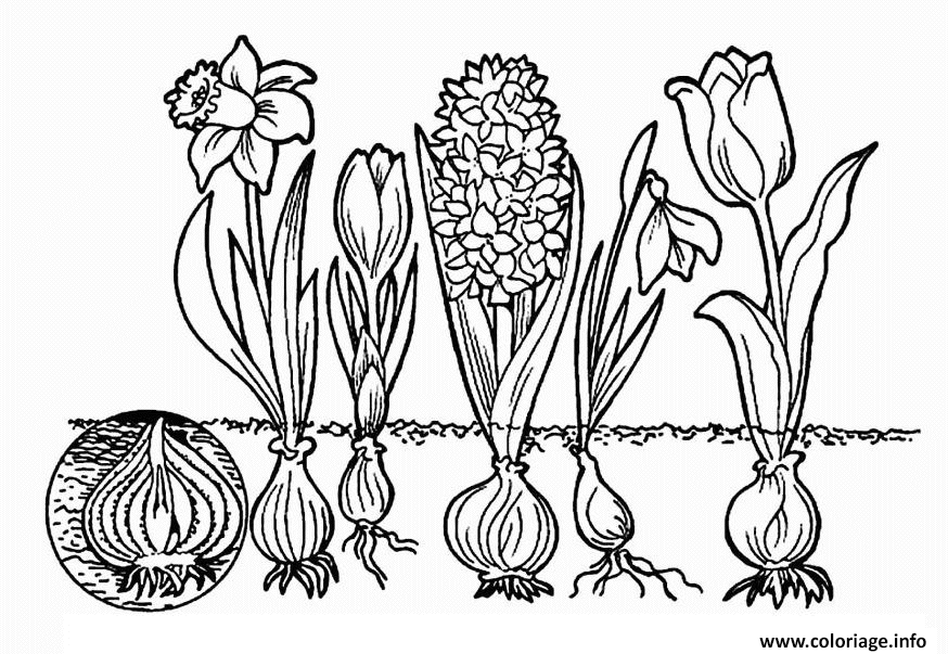 Dessin evolution fleurs Coloriage Gratuit à Imprimer