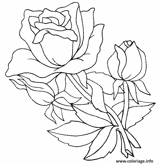 Coloriage Roses 18 Dessin à Imprimer