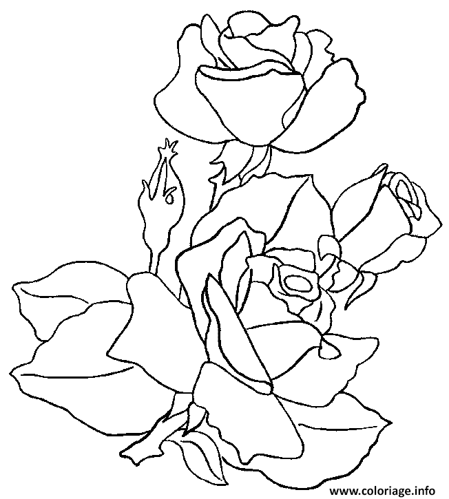 Coloriage Roses 121 dessin