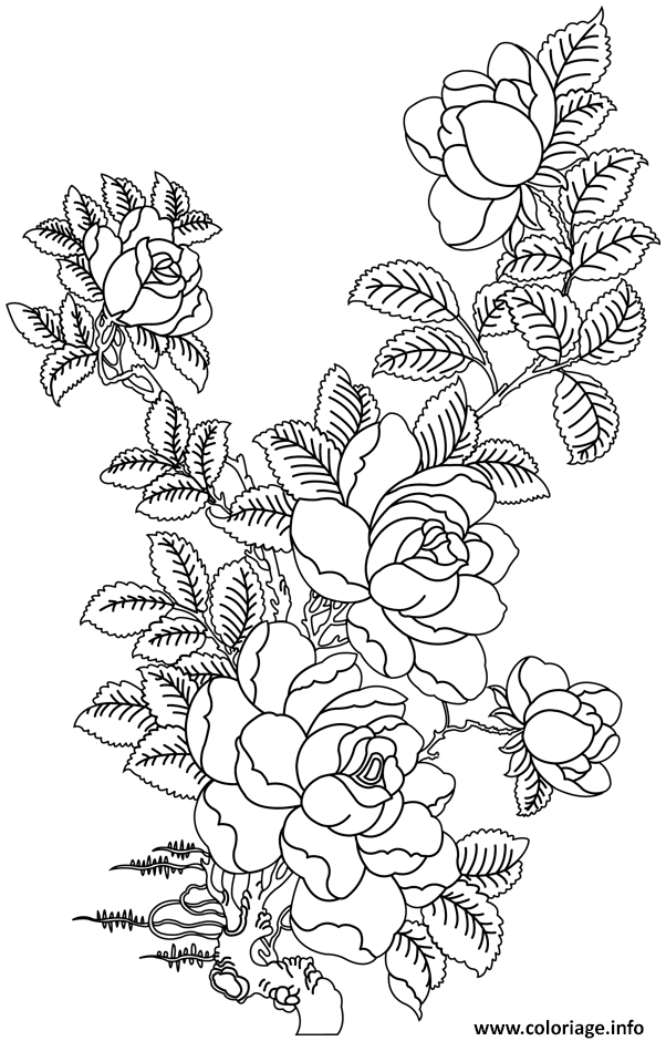 Coloriage Roses 60 Dessin à Imprimer