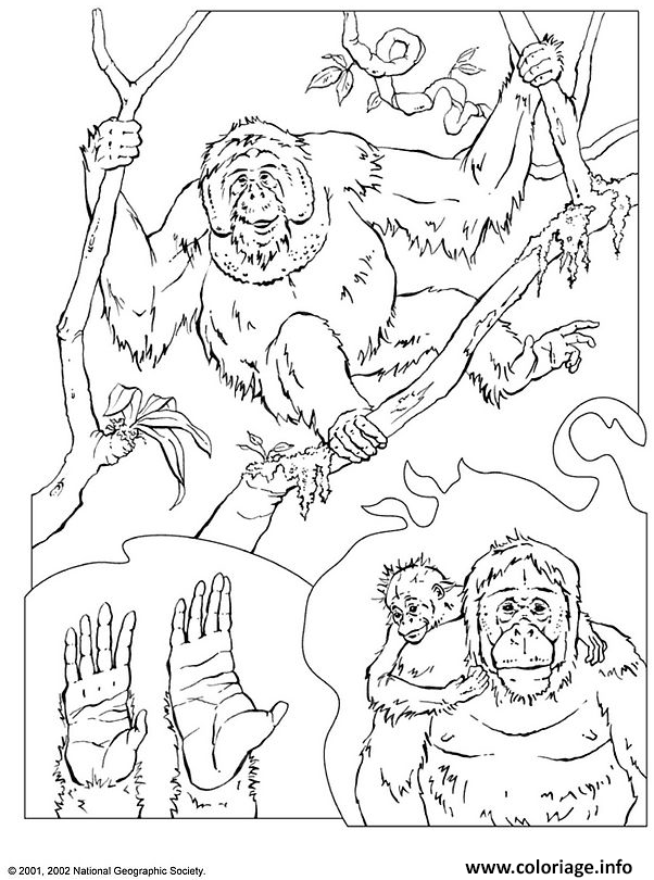 Dessin dessins d orang outangs Coloriage Gratuit à Imprimer