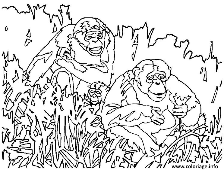 Dessin trois singes dans la jungle Coloriage Gratuit à Imprimer
