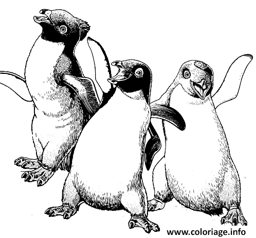 Dessin trois pingouin Coloriage Gratuit à Imprimer