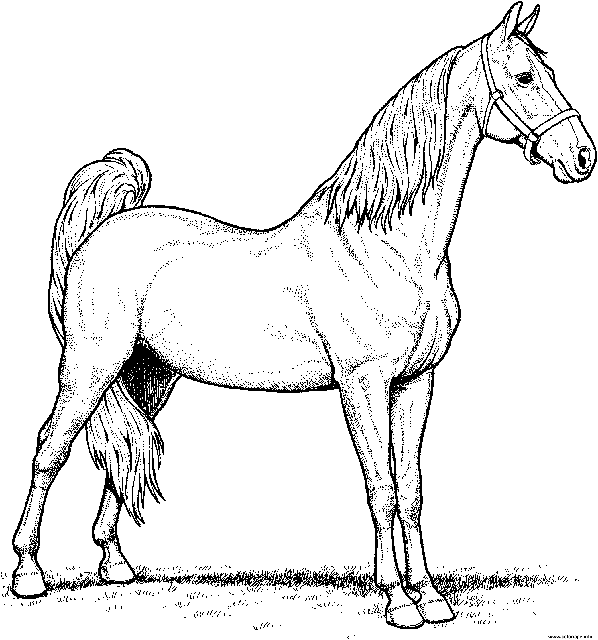 Dessin cheval american saddlebred mare Coloriage Gratuit à Imprimer