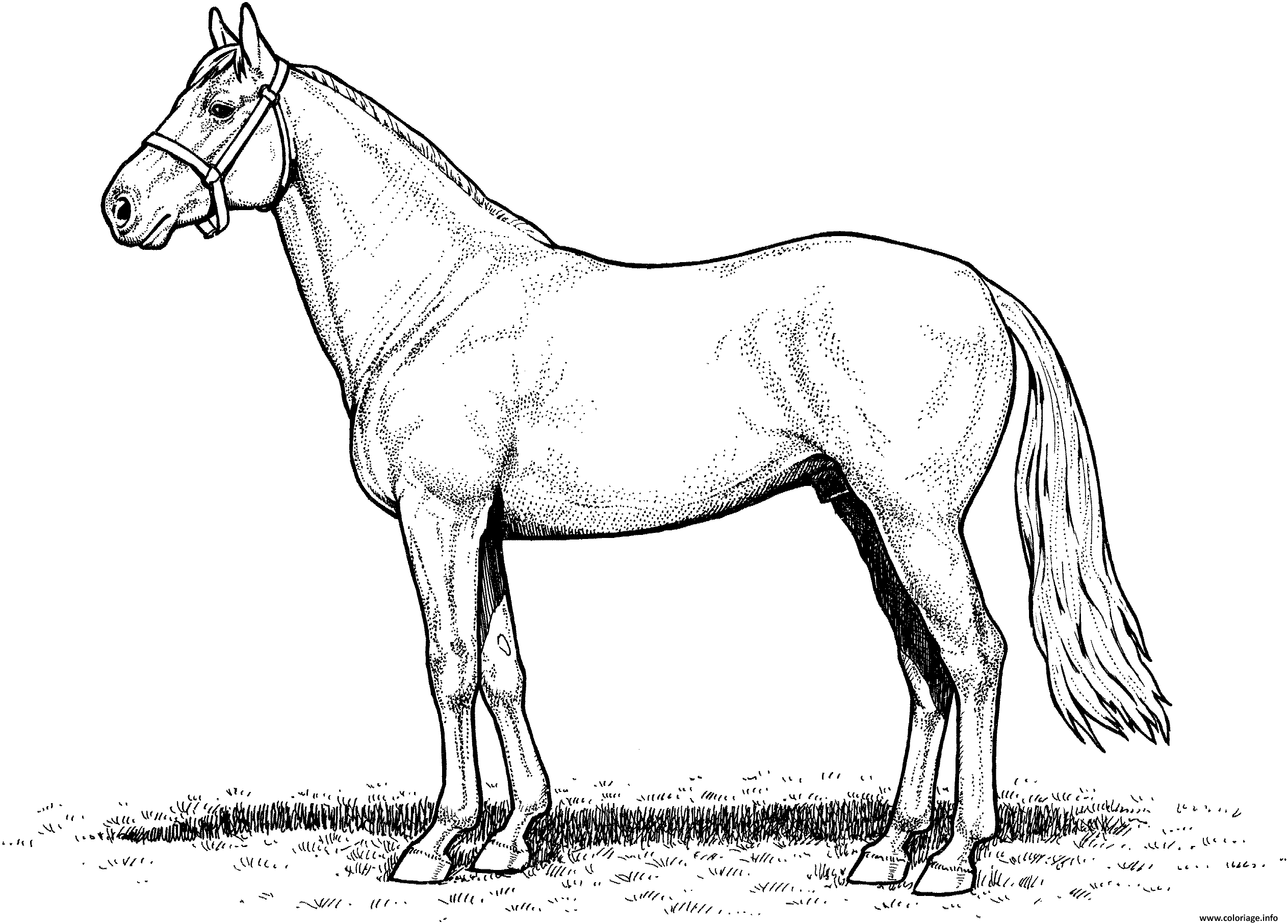 Coloriage cheval horse stallion  JeColorie.com