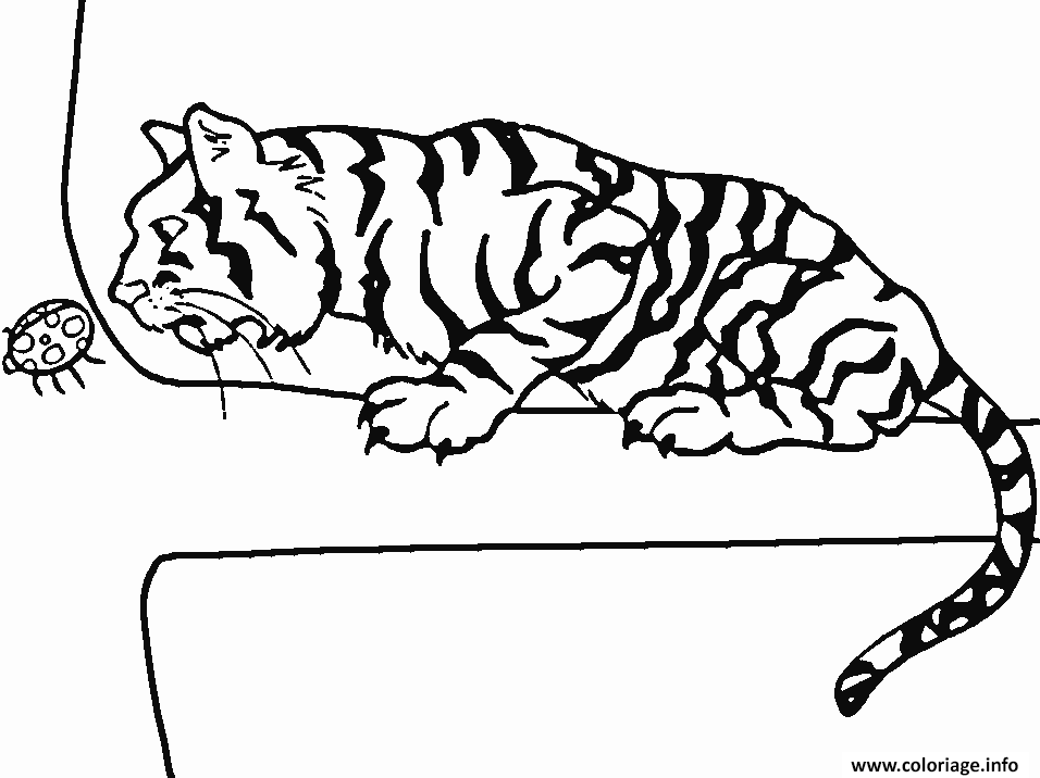 Coloriage Tigre Sur Un Branche Avec Une Coccinelle Dessin