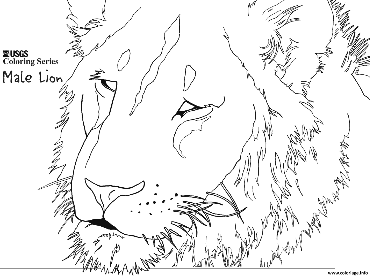 Dessin male lion head Coloriage Gratuit à Imprimer