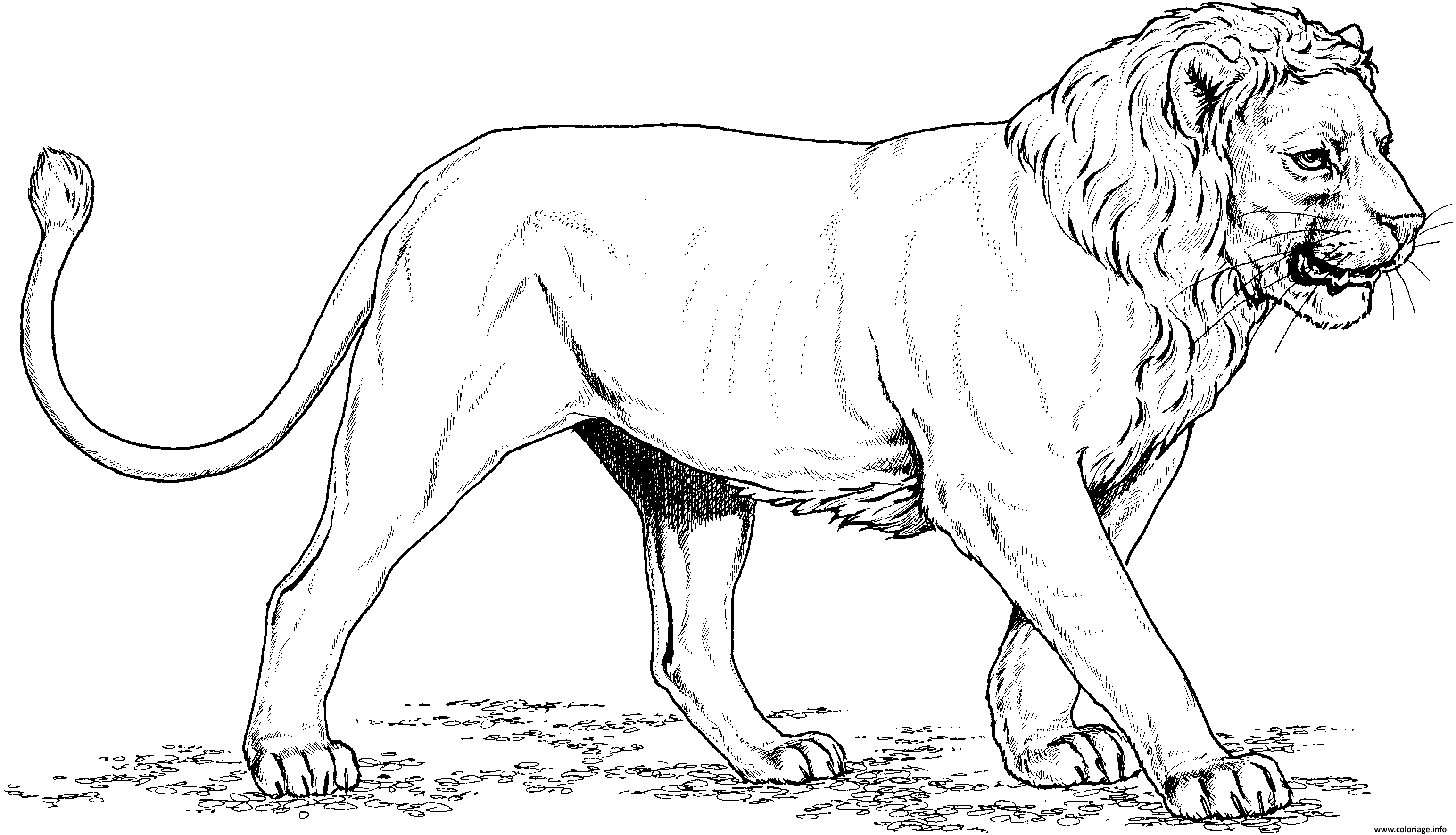 Dessin short maned lion Coloriage Gratuit à Imprimer