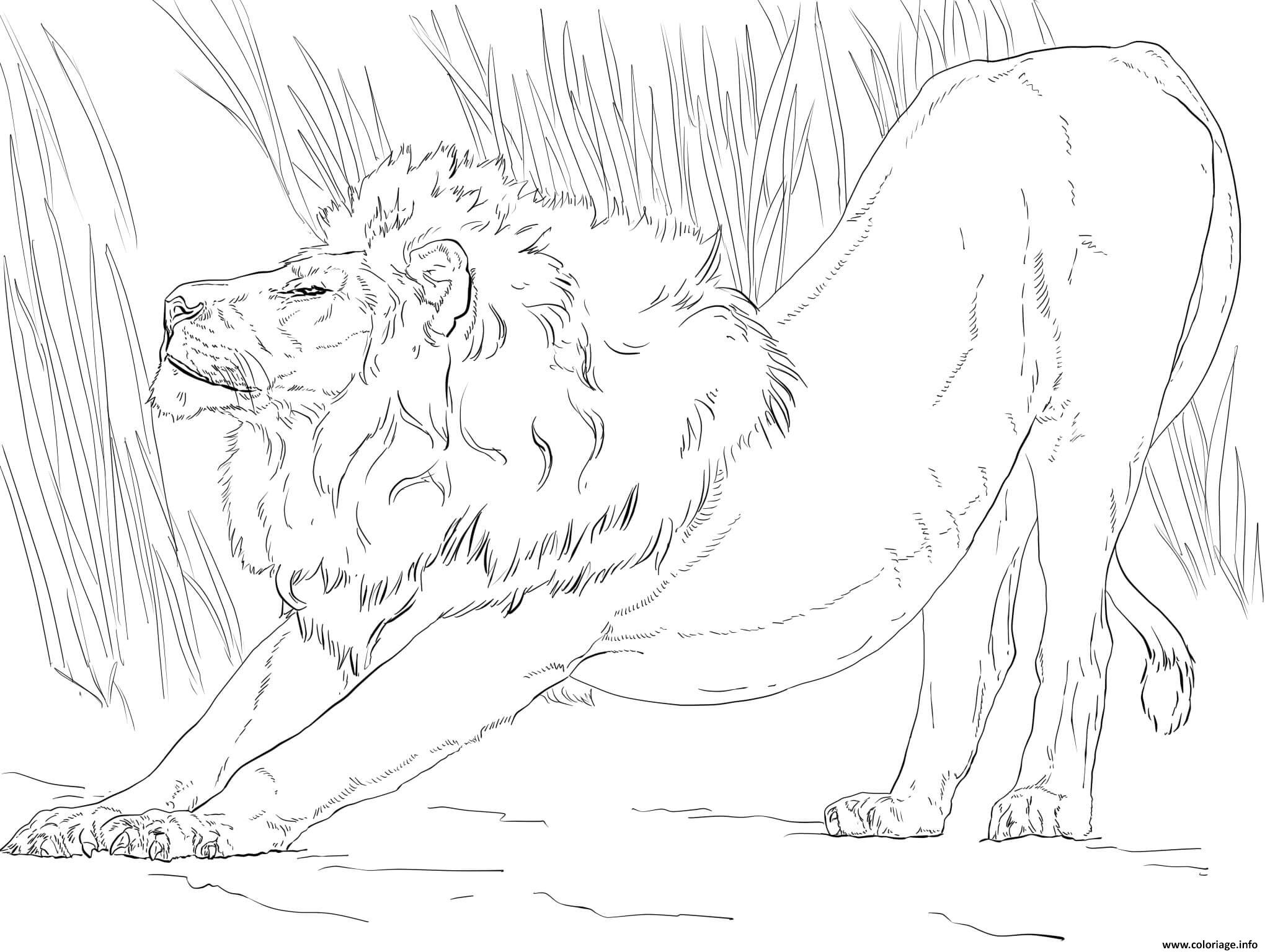 Coloriage Etirement Lion Dessin Lion à Imprimer 