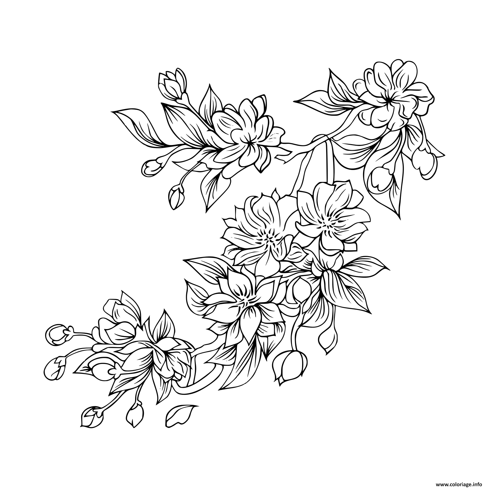 Coloriage Sakura Fleurs Japonaise Dessin Fleurs à imprimer