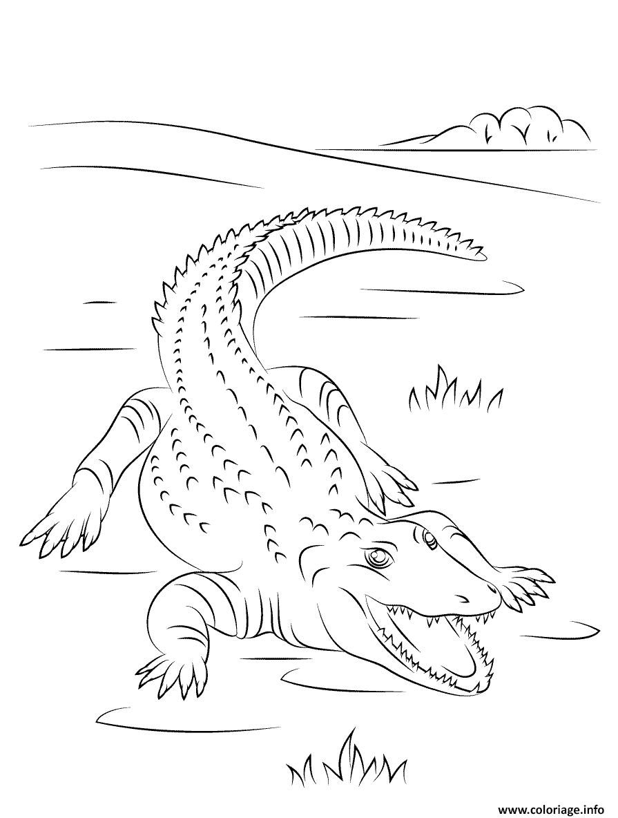 Dessin crocodile du nil mignon Coloriage Gratuit à Imprimer