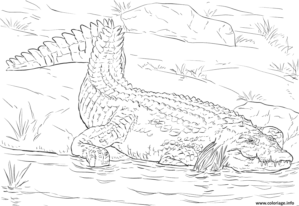 Dessin crocodile du nil realiste dans son habitat naturel Coloriage Gratuit à Imprimer