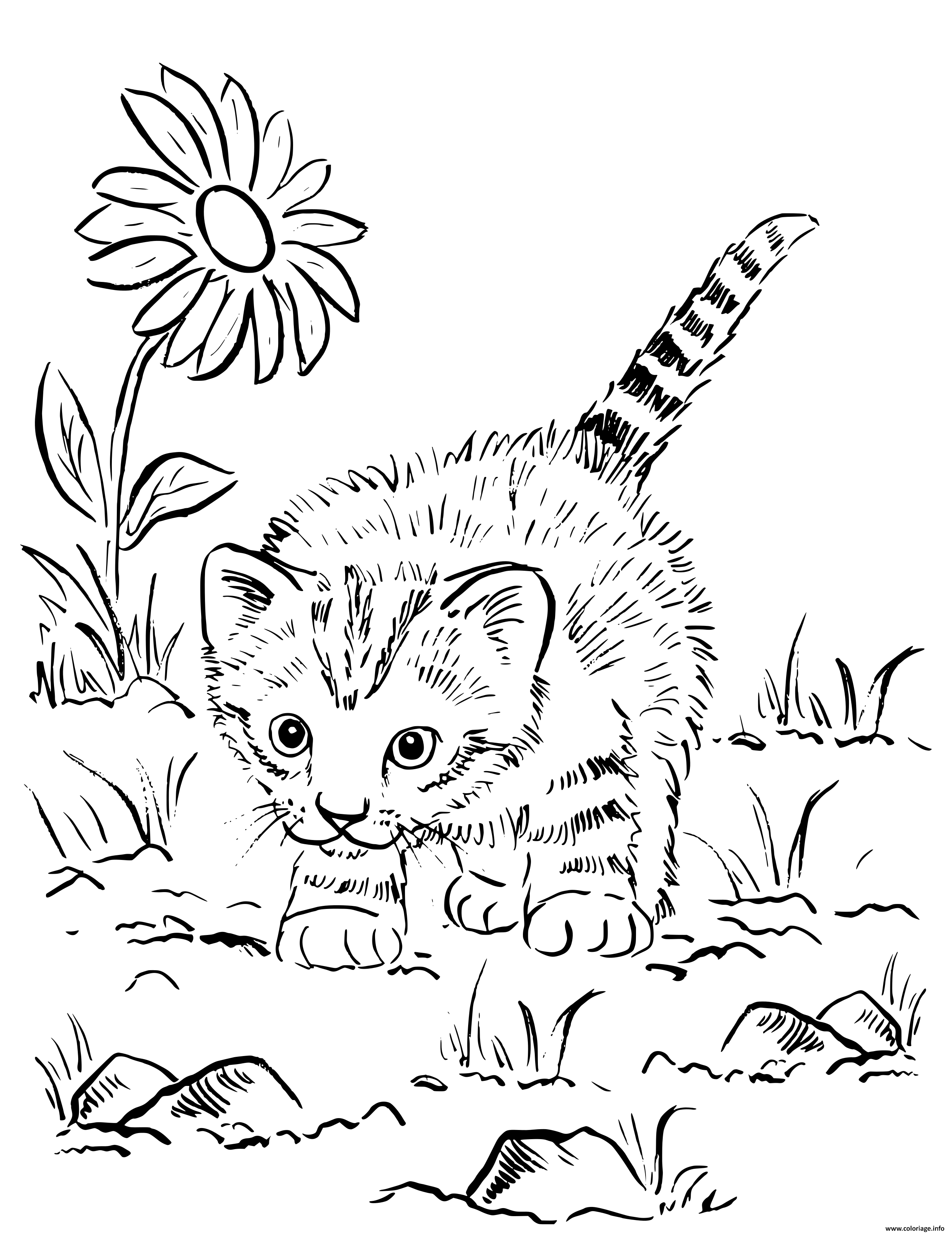 Coloriage chaton super mignon jouant au jardin - JeColorie.com