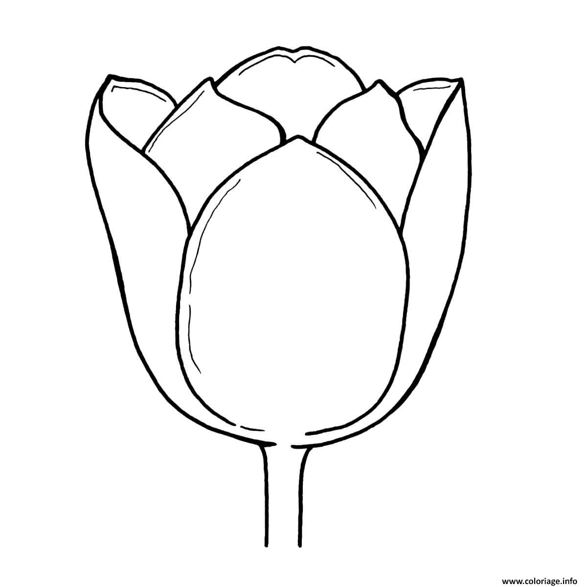Coloriage Nature Tulipe Perroquet Dessin à Imprimer