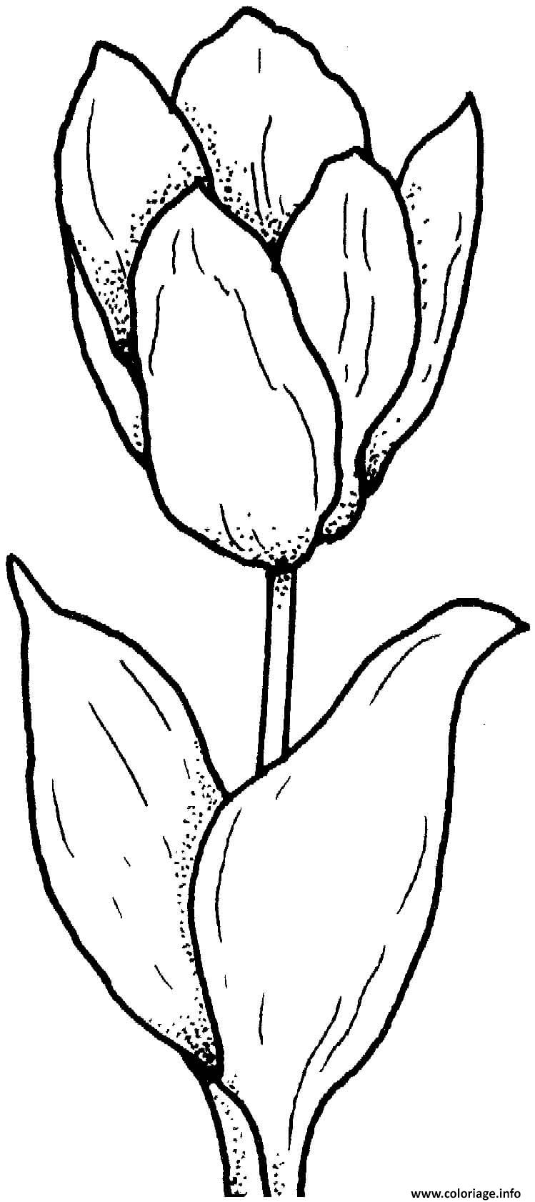 Dessin tulipe originale Coloriage Gratuit à Imprimer