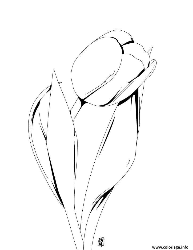 Dessin fleur tulipa orphanidea Coloriage Gratuit à Imprimer