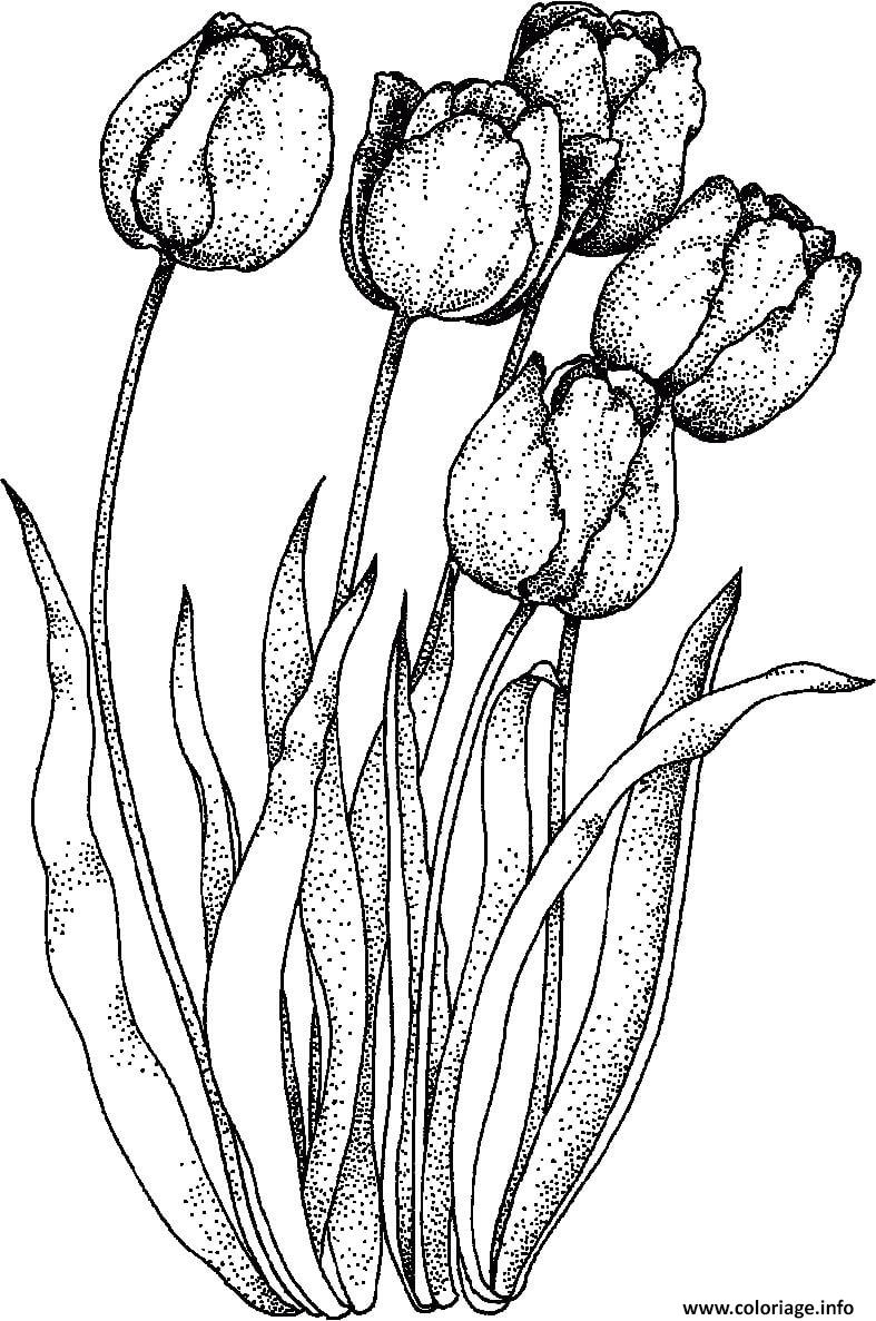 Dessin fleurs tulipe turkestanica Coloriage Gratuit à Imprimer
